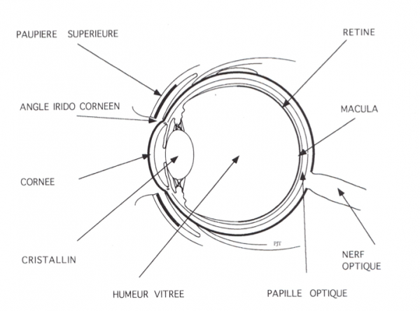 Principaux éléments anatomiques de l’œil humain en coupe sagitale