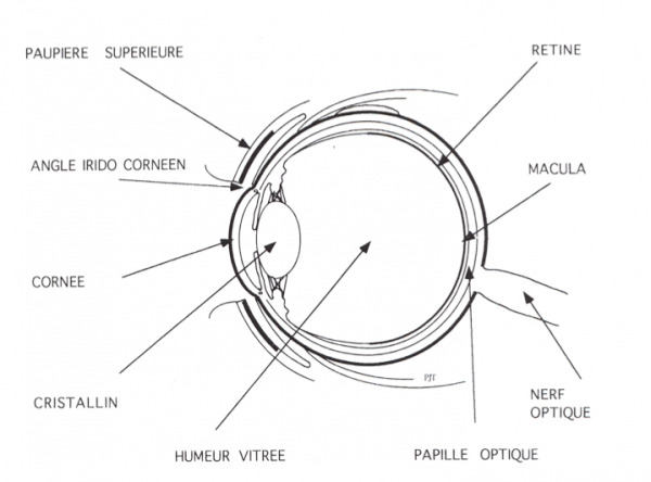 l’œil humain en coupe sagitale